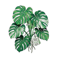 Plant Parent