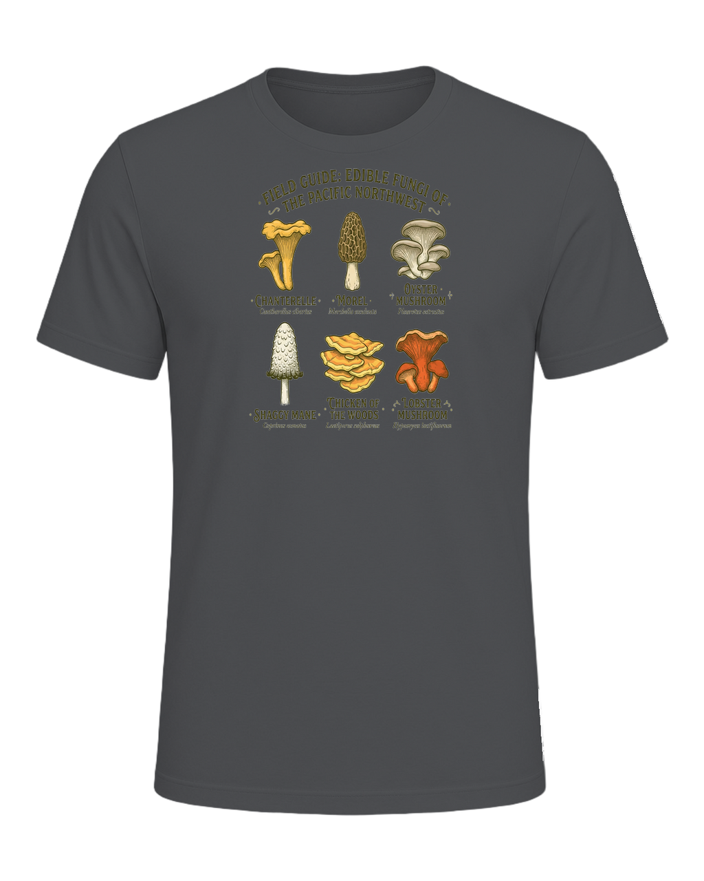 Foraging / Mushroom Hunter — Asphalt