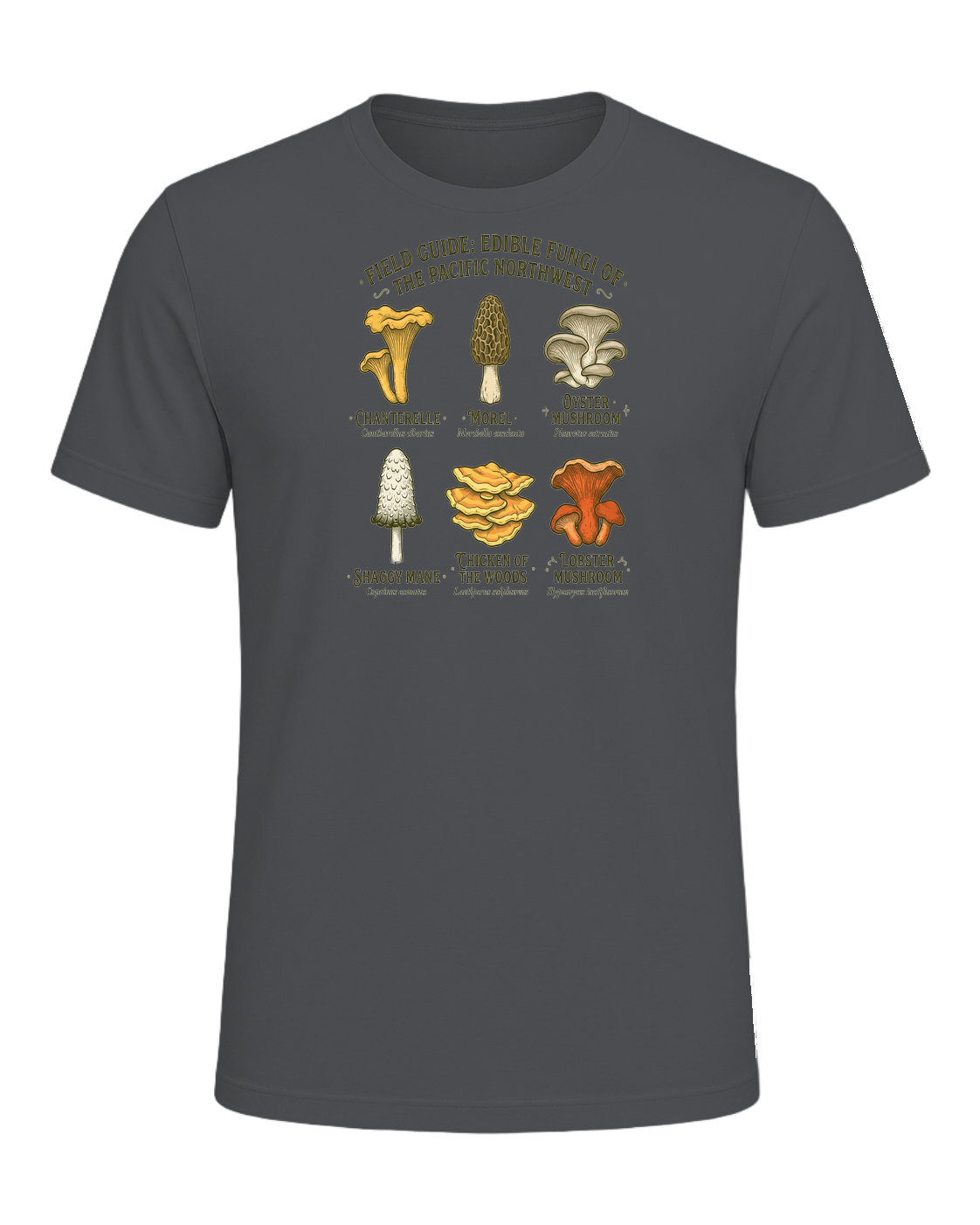 Foraging / Mushroom Hunter — Asphalt