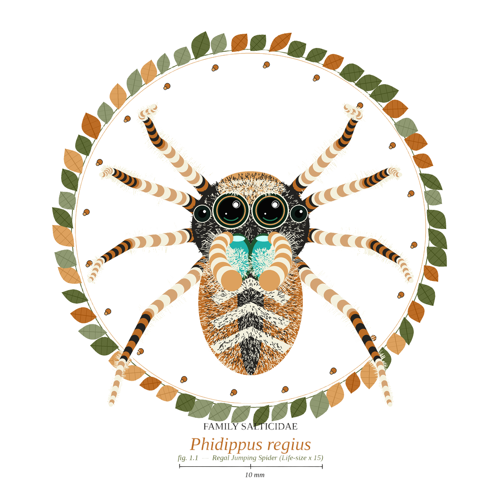 Jumping Spider Close-up Art
