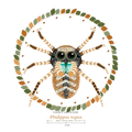 Jumping Spider Close-up Art