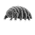 Tardigrade Science Nerd
