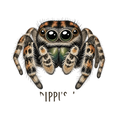 Jumping Spider Close-up Art